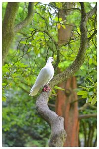 Bird perching on branch