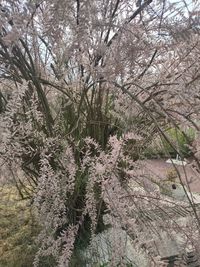 Cherry blossoms in spring