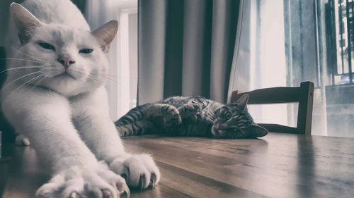 Cat lying on table at home