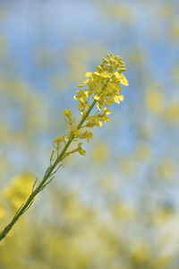 Close-up of yellow flowering plant on field against sky