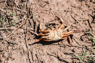 High angle view of crab on field