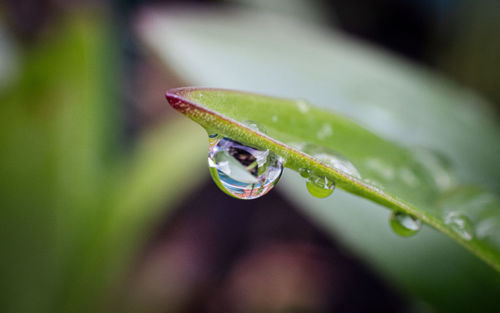 Close-up of raindrops on leaf