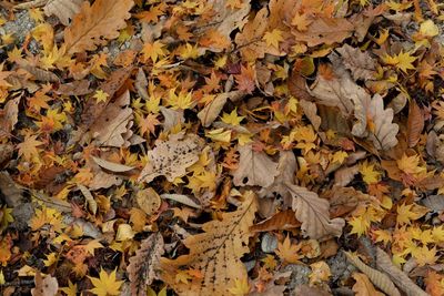 Close-up of autumn leaves