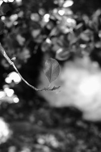 Close-up of leaves hanging on tree