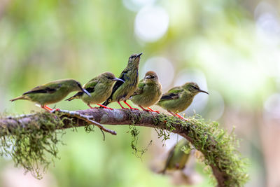 Close-up of bird perching on branch
