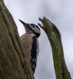 Close-up of bird perching on a tree