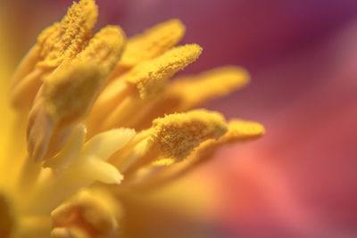 Close-up of yellow flower blooming outdoors