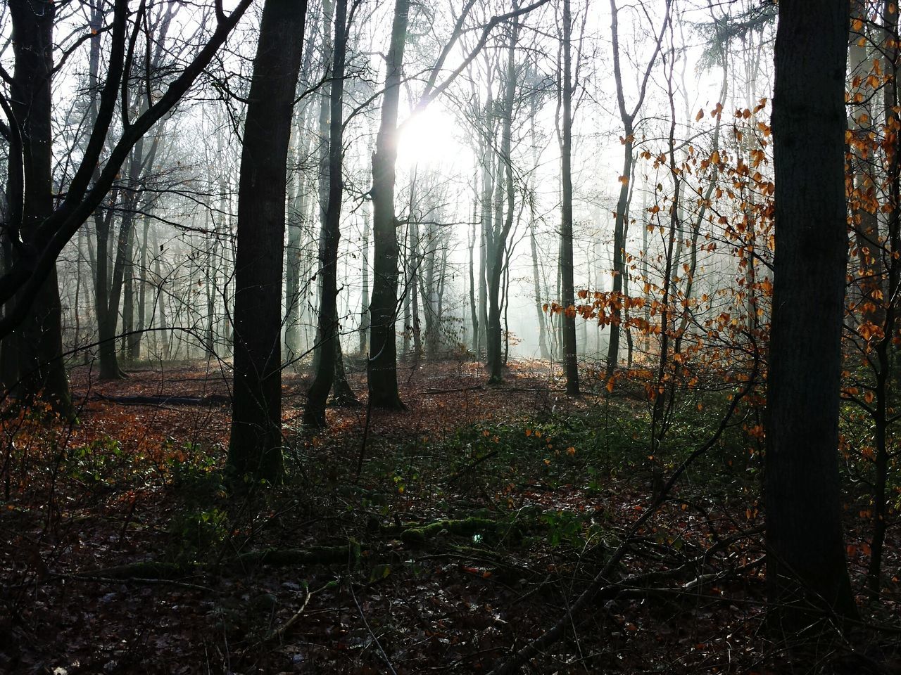 tree, tree trunk, forest, tranquility, woodland, tranquil scene, nature, scenics, beauty in nature, sun, growth, sunlight, bare tree, non-urban scene, sunbeam, branch, landscape, silhouette, idyllic, fog