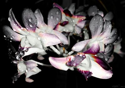 Close-up of pink flowers