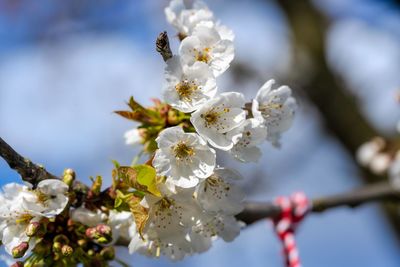 Close-up of white cherry blossom