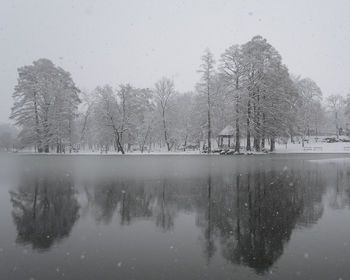 Reflection of trees in water