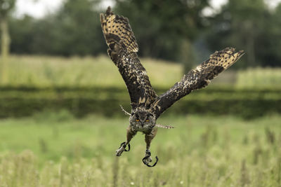 Close-up portrait of owl flying over grass