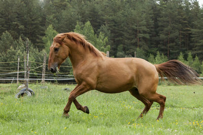 Side view of horse on field