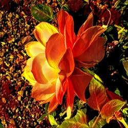 Close-up of flowers blooming outdoors