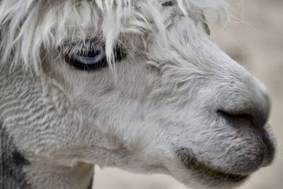 Close-up of a horse