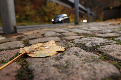 Close-up of maple leaf on street