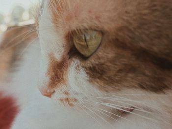 Close-up of a sleeping cat