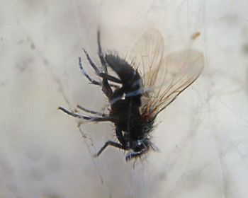 insect
