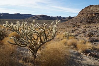 Plants growing in desert against sky