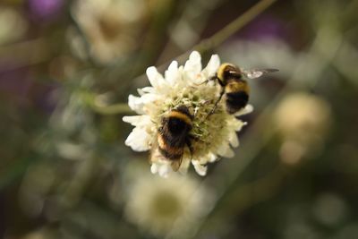 Close-up of bee on flower