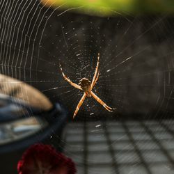 Close-up of spider web