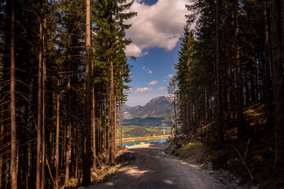 Road amidst trees in forest against sky