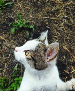 Close-up of a cat looking away