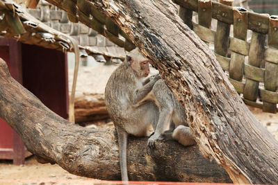 Monkey sitting on wood