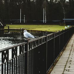 Swan perching on water