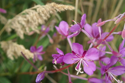 Close-up of pink flowers