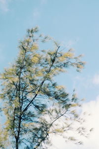 Low angle view of trees against sky