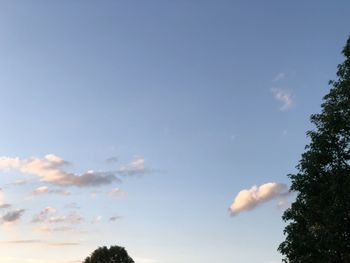 Low angle view of trees against blue sky