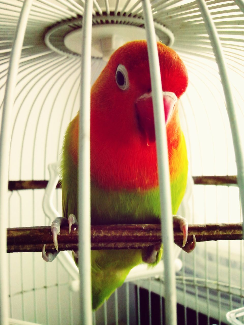 animal themes, bird, cage, indoors, close-up, one animal, parrot, animals in captivity, red, beak, animal representation, no people, birdcage, wildlife, animals in the wild, day, focus on foreground, multi colored, metal, food