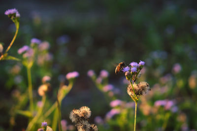 Close-up of bee on purple flowering plant