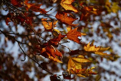 Close-up of tree against sky during autumn