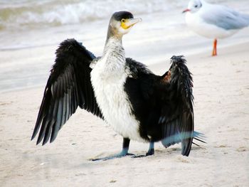 Close-up of birds perching on ground