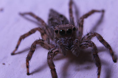 Close-up portrait of spider