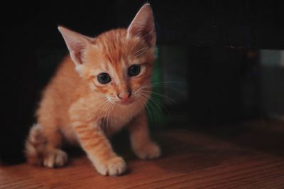 Portrait of kitten on floor