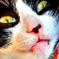 Close-up portrait of cat