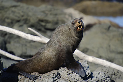 Close-up of sea lion on rock