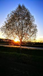 Silhouette tree on field against sky at sunset