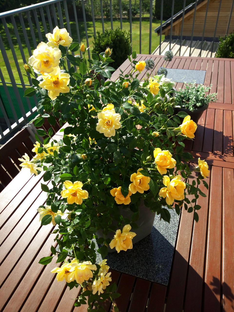 flowering plant, flower, plant, freshness, vulnerability, beauty in nature, fragility, yellow, nature, flower head, growth, day, no people, high angle view, inflorescence, petal, flower pot, potted plant, close-up, outdoors, flower arrangement, springtime, bouquet