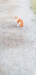 High angle view of cat sitting on road