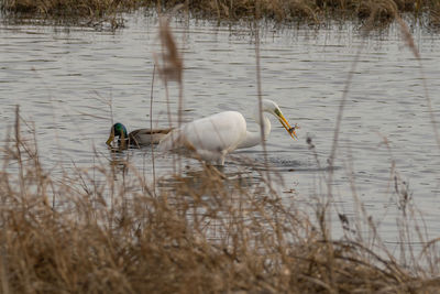 View of birds in lake