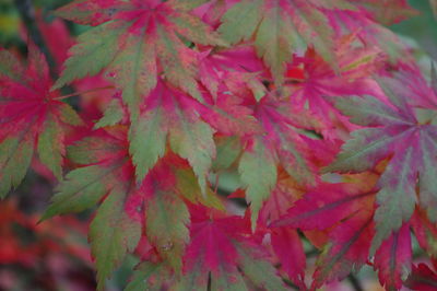 Full frame shot of red leaves