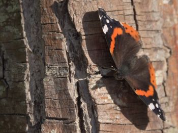 Close-up of butterfly perching on wood