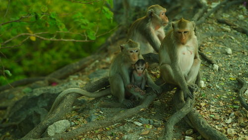 Monkey sitting outdoors