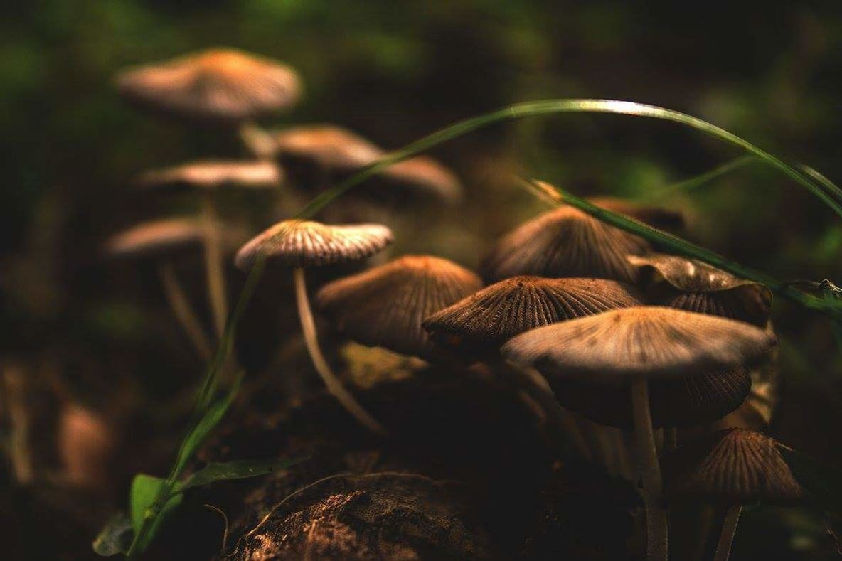 mushroom, fungus, close-up, toadstool, focus on foreground, nature, growth, forest, selective focus, field, plant, beauty in nature, outdoors, fragility, uncultivated, edible mushroom, no people, day, growing, tranquility