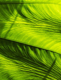 Full frame shot of green leaf