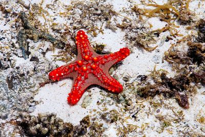 View of starfish in sea